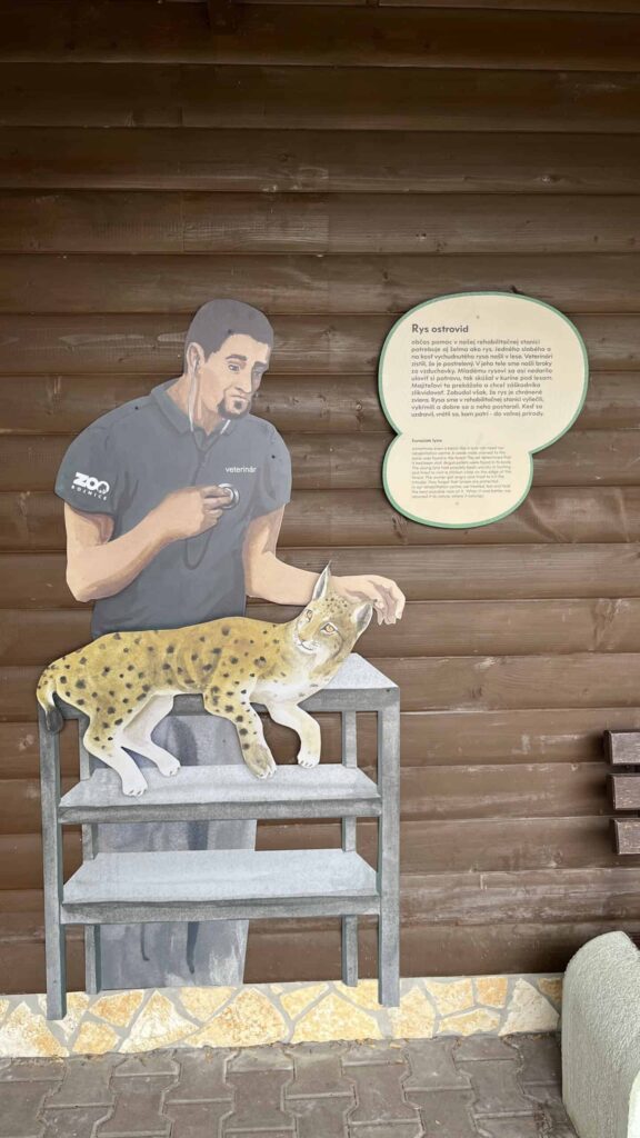 Na drevenej stene je vyobrazený muž v košeli zoologickej záhrady, ktorý hladí rysa euroázijského ležiaceho na stole. Vedľa je informačná tabuľa o rysovi s textom v poľštine.