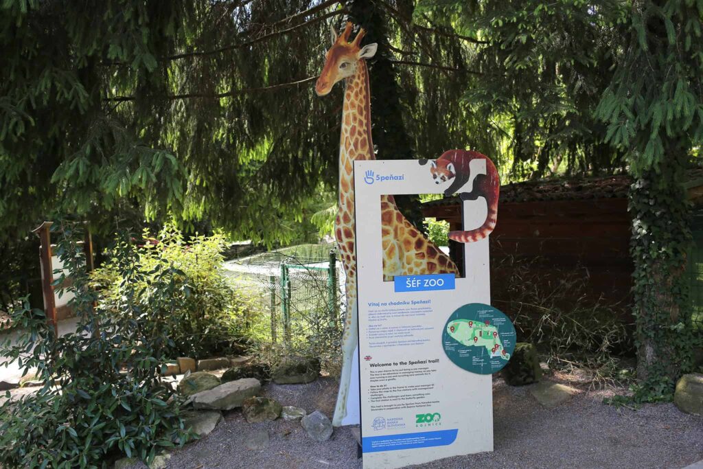 Výrez žirafy v životnej veľkosti a ilustrácia pandy červenej stoja za informačnou tabuľou pre návštevníkov zoologickej záhrady, obklopené stromami a zeleňou.